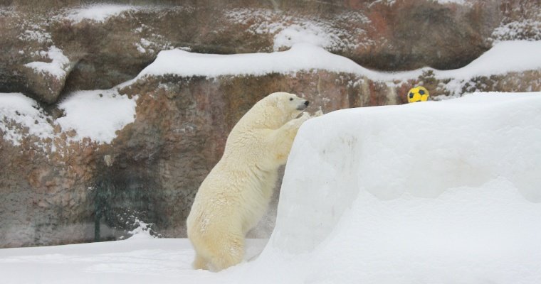 Первого декабря в зоопарке Ижевска отмечают день рождения белой медведицы Думки 