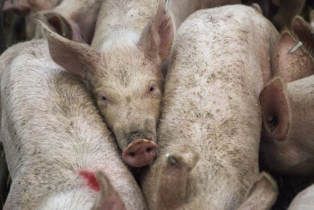 В Марий Эл задохнулись полторы тысячи свиней