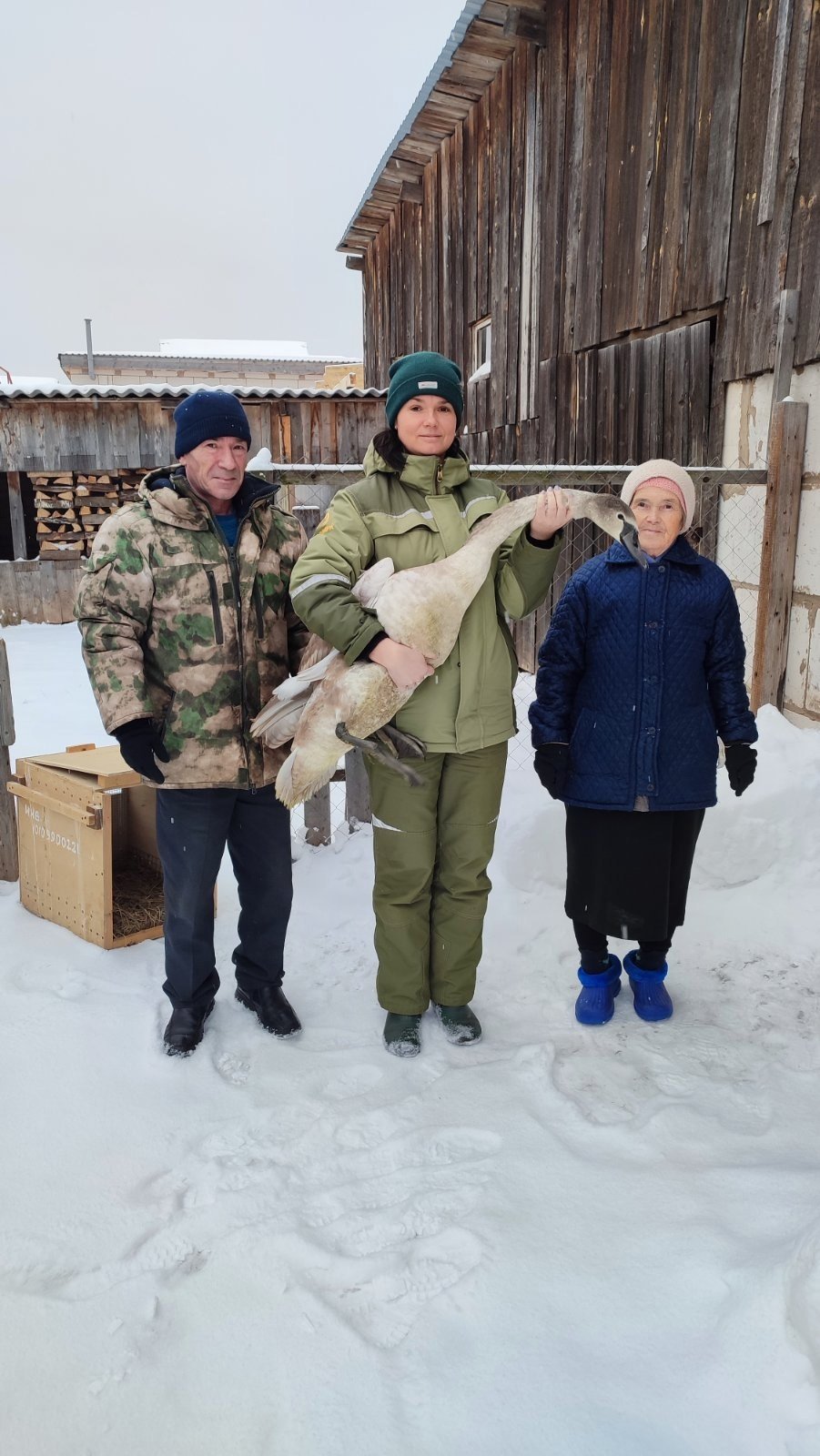 В Можгинском районе бабушка спасла лебедя  