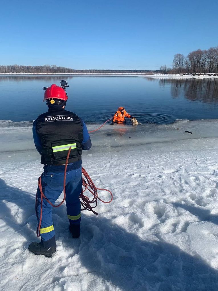 В Удмуртии спасатели вытащили провалившуюся в Каму собаку