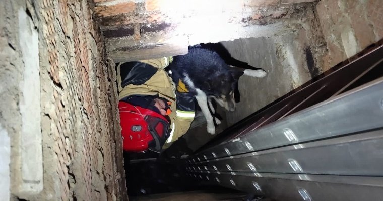 В Сарапуле бдительность детей помогла спасти собаку, упавшую в овощную яму заброшенного гаража