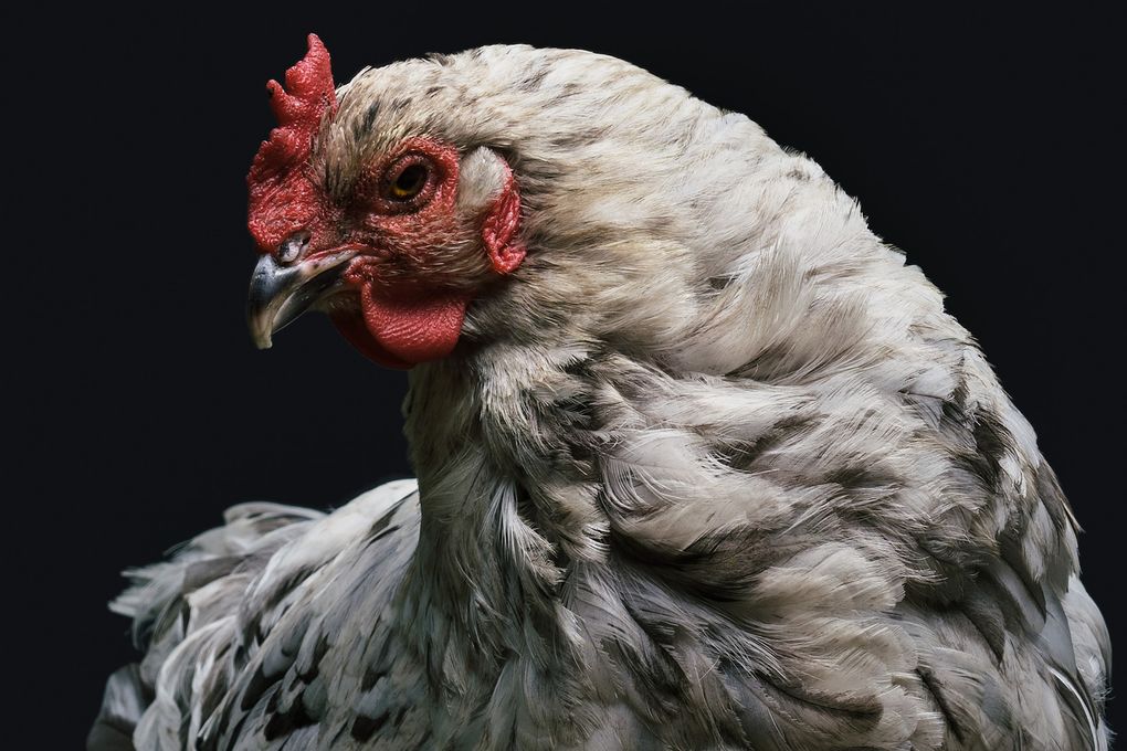 Продукция Удмуртской птицефабрики остаётся безопасной на фоне вспышки птичьего гриппа