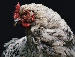 Продукция «Удмуртской птицефабрики» остаётся безопасной на фоне вспышки птичьего гриппа