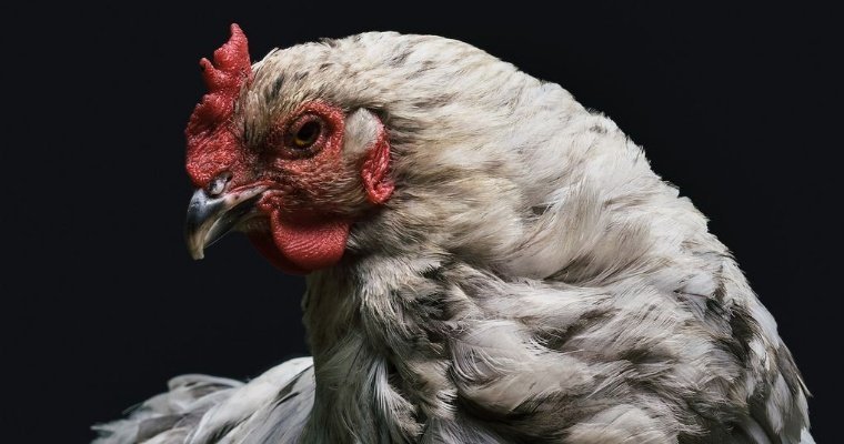 Продукция «Удмуртской птицефабрики» остаётся безопасной на фоне вспышки птичьего гриппа