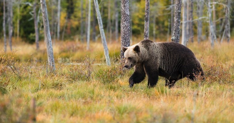 В Удмуртии выявлен третий случай трихинеллёза у медведей