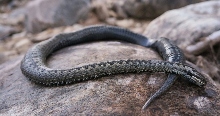 Самая опасная змея Удмуртии с начала года укусила 12 человек