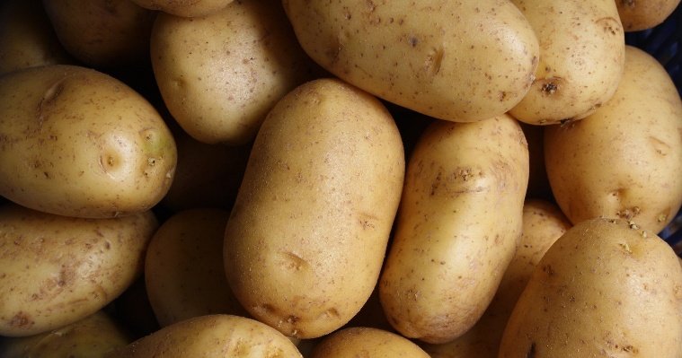 Уборка урожая картофеля в Удмуртии и подробности гибели руководства ЧВК «Вагнер»: новости к этому часу