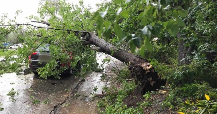 Жители Ижевска сообщили о 12 поваленных непогодой деревьях