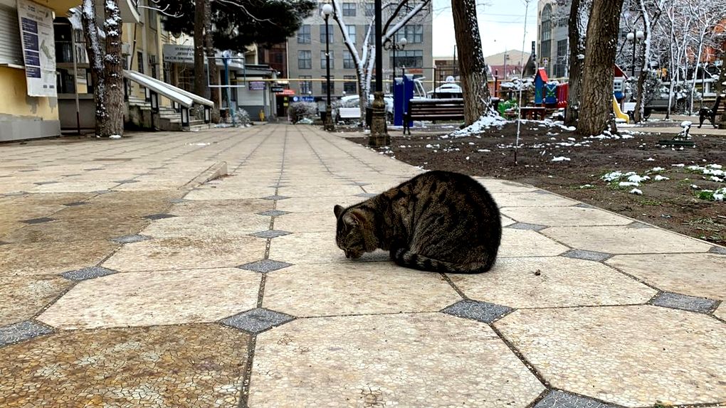 В Ижевске определили подрядчика по отлову бездомных животных