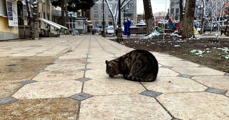 В Ижевске определили подрядчика по отлову бездомных животных