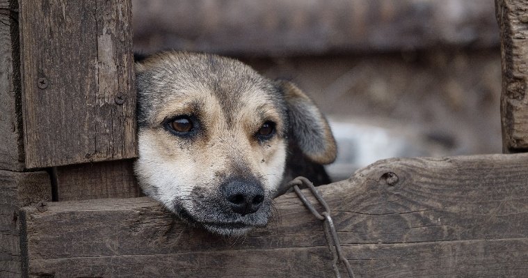 По сообщениям о жестоком обращении с собаками в деревне Кашабеги Завьяловского района проводится проверка