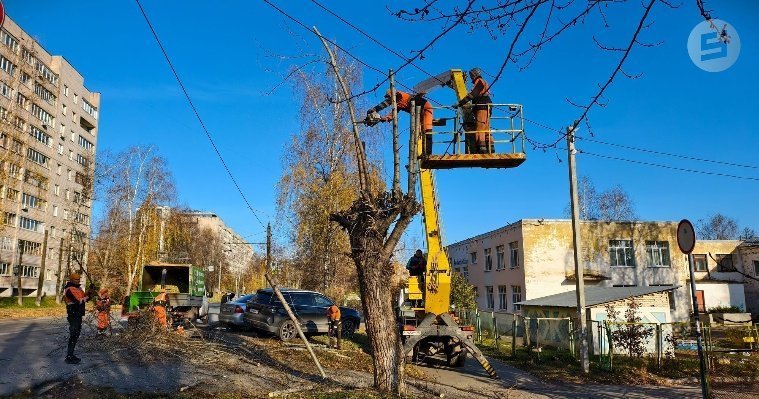 До конца года дендрологи обработают в Ижевске порядка 1 500 деревьев