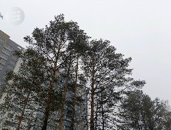 Дождь с мокрым снегом пройдут местами по Удмуртии 7 апреля 