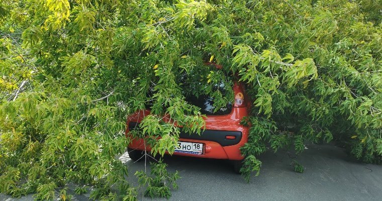 Дерево упало на машину в Ижевске