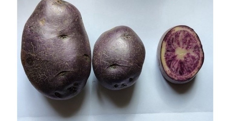 В Удмуртии выбрали названия для трёх новых сортов картофеля