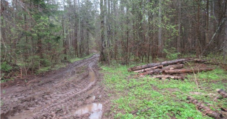 Жителя Воткинска подозревают в рубке 37 деревьев на сумму свыше 3,5 млн рублей