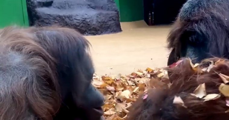 Обезьяны зоопарка Удмуртии устроили проводы осени