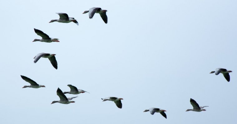 В Удмуртии из-за перелетных птиц остается угроза птичьего гриппа