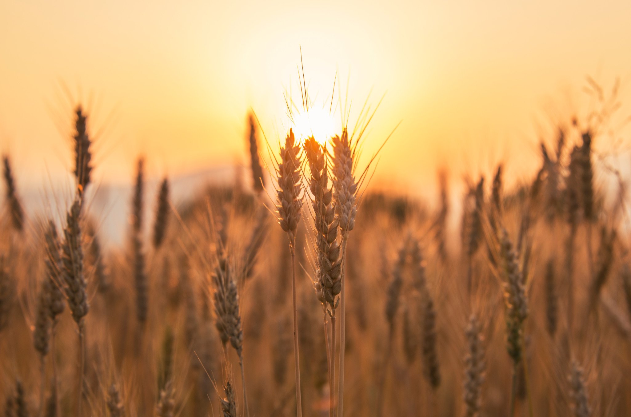Ученые Удмуртии вывели два новых перспективных сорта озимой пшеницы