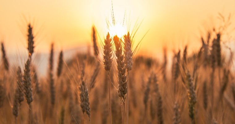 Ученые Удмуртии вывели два новых перспективных сорта озимой пшеницы 