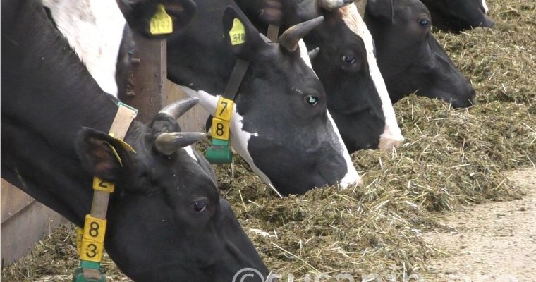 Из-за жары хозяйства Удмуртии стали терять на молоке 1,5 млн рублей в день