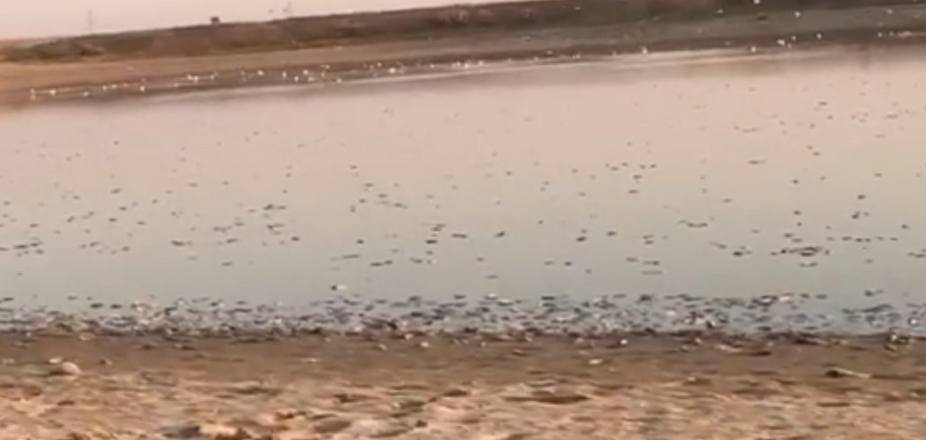 

Рыба в Калмыкии погибла из-за снижения уровня воды в водохранилище

