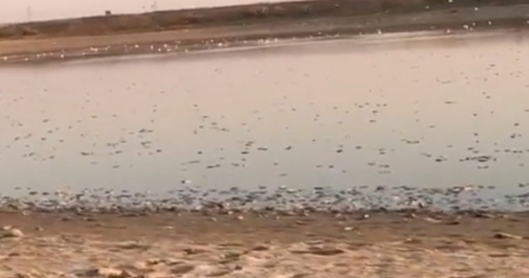 Рыба в Калмыкии погибла из-за снижения уровня воды в водохранилище