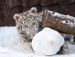 В зоопарке Ижевска поселилась маленькая бенгальская тигрица Дина