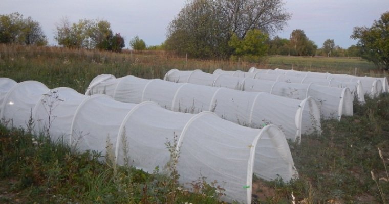 Имеющий специальность агронома житель Кизнера вырастил на огороде почти 300 кустов конопли