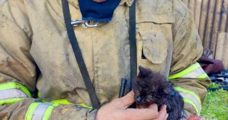 На месте пожара в Удмуртии нашли котенка