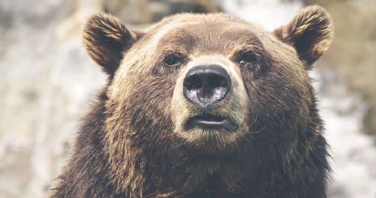 В Иркутской области медведь едва не отобрал тапки у автомобилиста