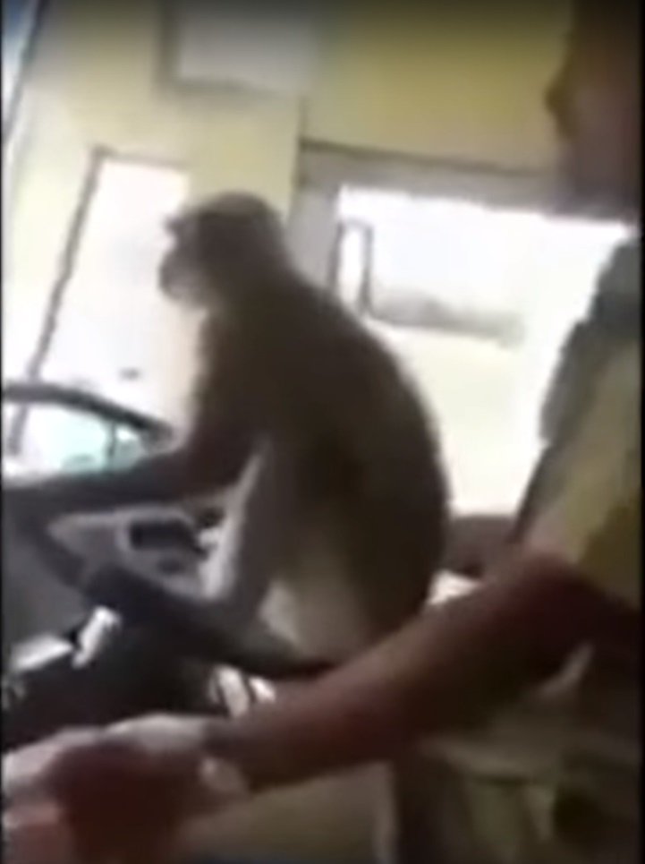 Водитель автобуса «дал порулить» обезьяне и лишился работы