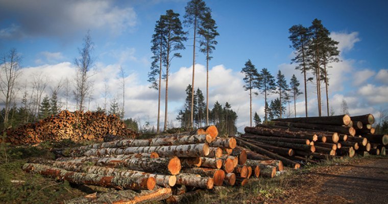 В Удмуртии незаконно вырубили лес на 725 тысяч рублей