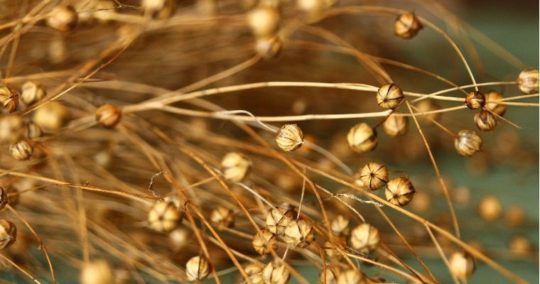 Из-за жары в Удмуртии потеряно до 40% урожая льна