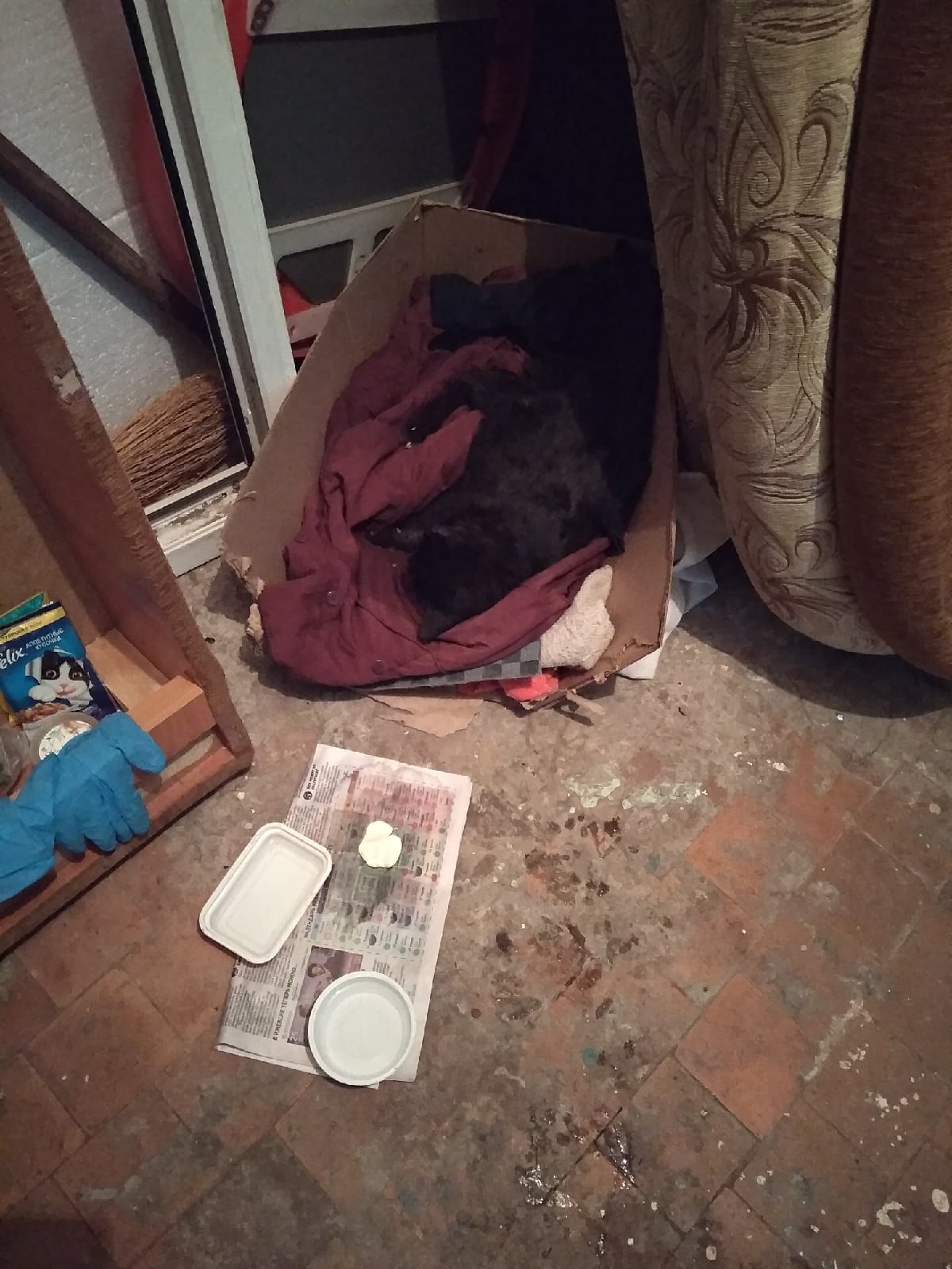 В Ижевске неизвестные выбросили кота в мусоропровод