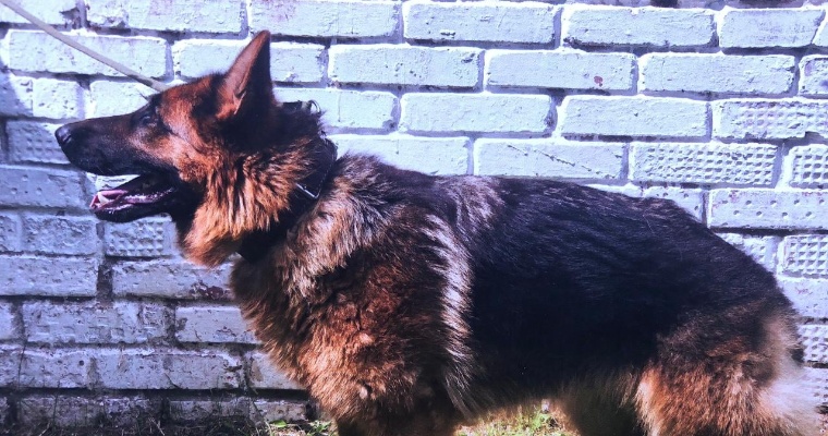УФСИН Удмуртии ищет новый дом для своих собак-ветеранов, уходящих на заслуженный отдых
