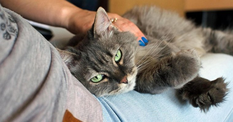 Американские психологи выяснили истинное отношение кошек к хозяевам