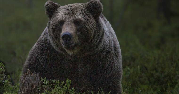 Жители Удмуртии стали чаще замечать медведей на фермах