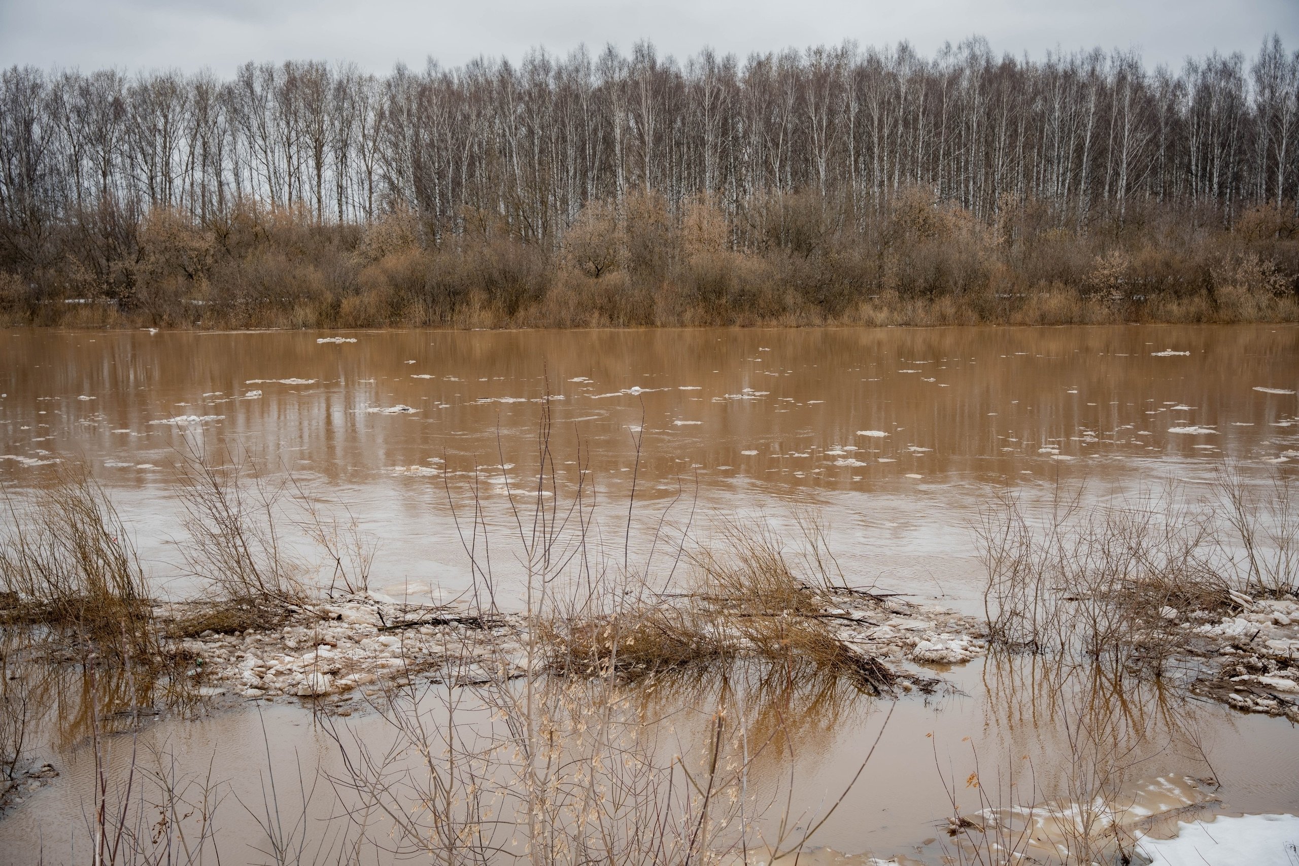 Из-за повышения уровня воды в Чепце в Глазове вывозят собак из приюта