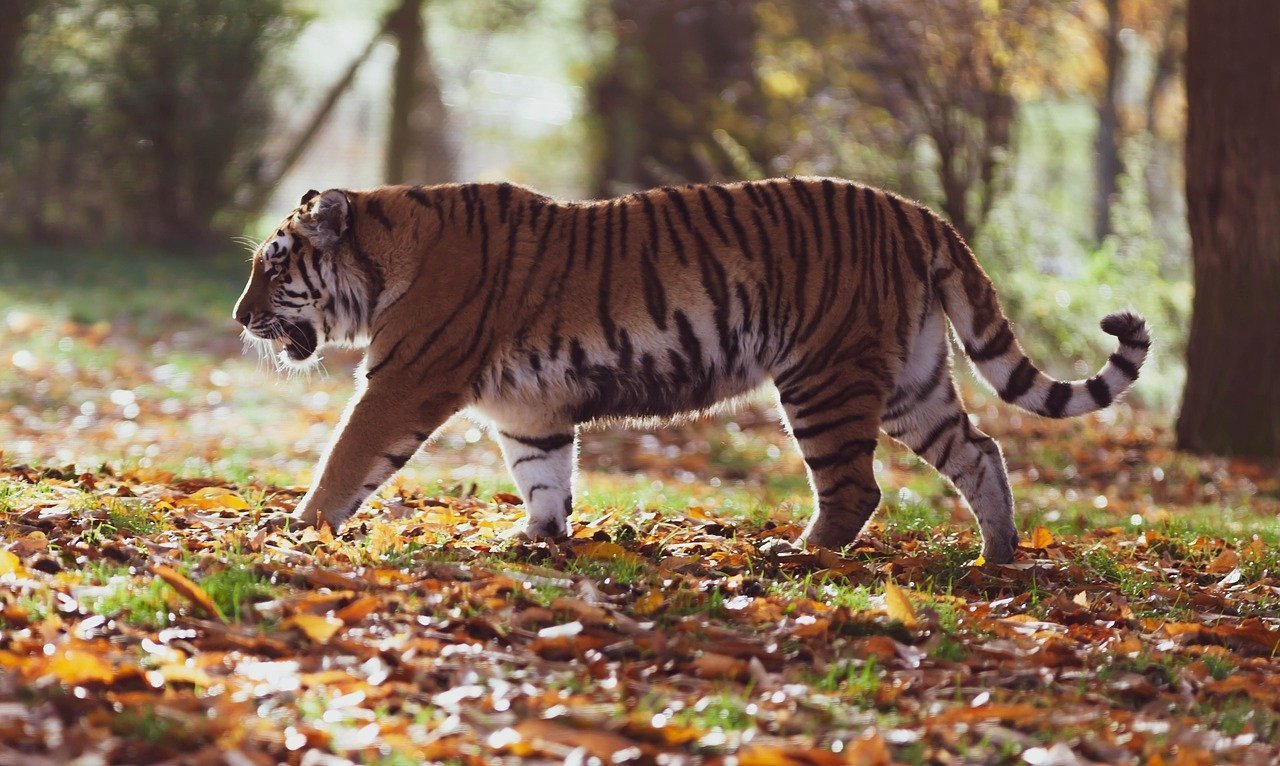 В Амурской области браконьеры убили выпущенного на волю тигра Павлика