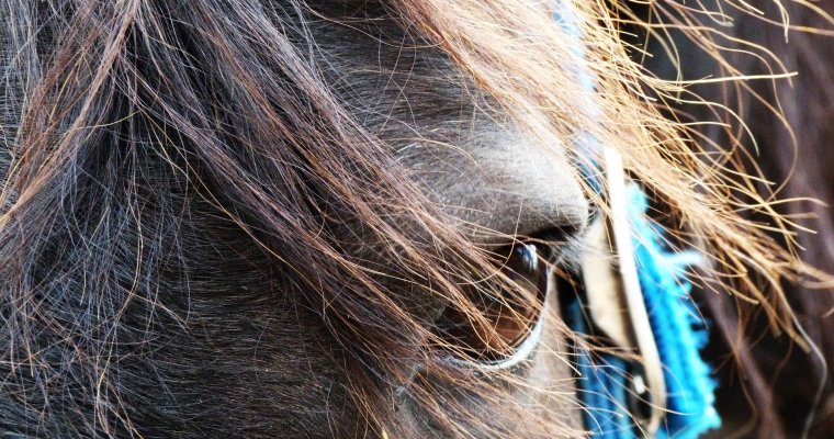 Британская журналистка остановила скачущую на нее лошадь