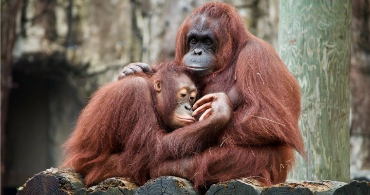 Самку орангутана спасли из секс-рабства в Индонезии