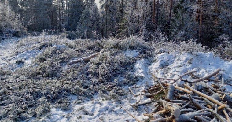 Житель Алнашского района подозревается в незаконной рубке деревьев на сумму более 300 тысяч рублей