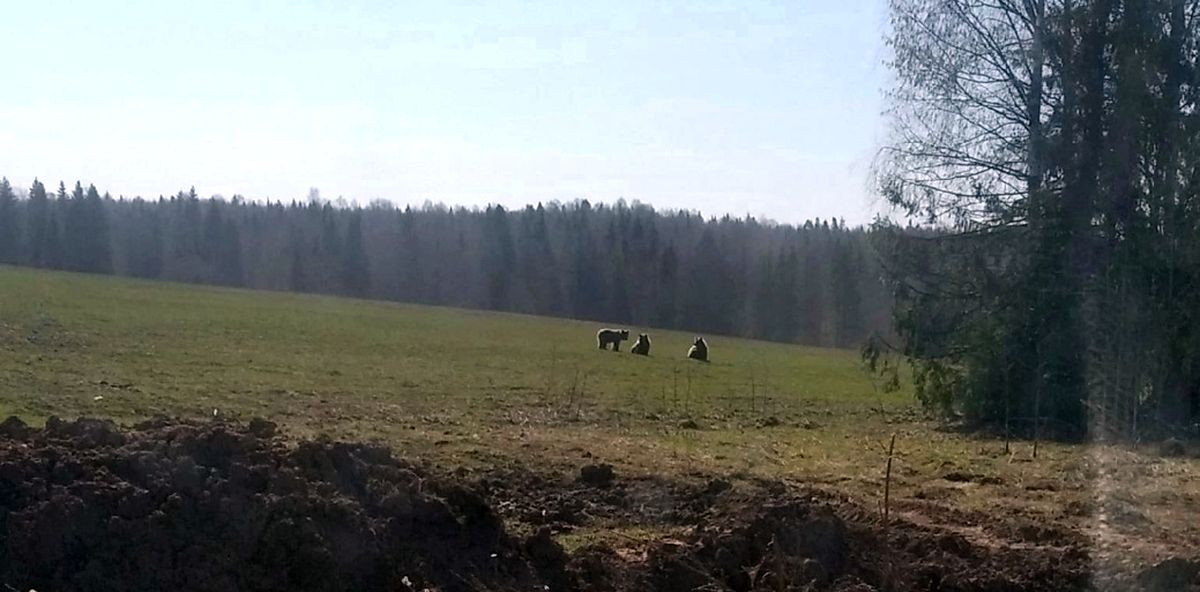 Гуляющие по Удмуртии медведи, обстрелы под Белгородом и приход ковида в КНДР: новости к этому часу