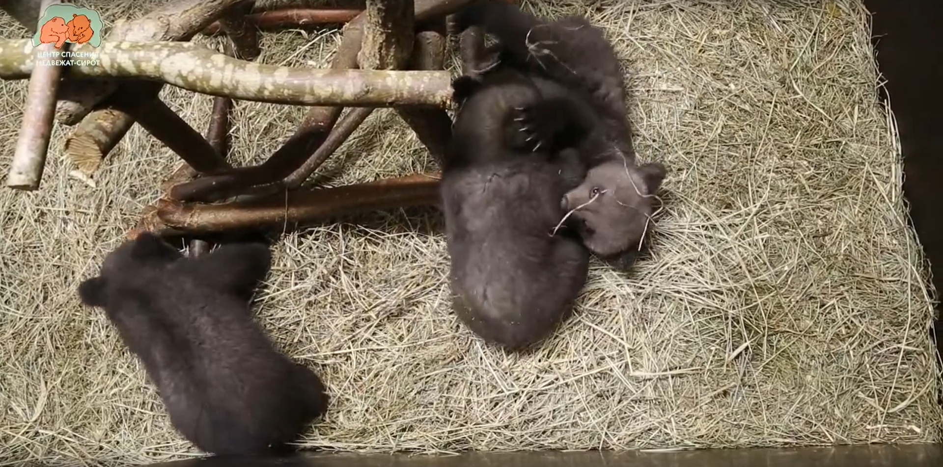 Спасённые в Удмуртии медвежата получили «сладкие» имена