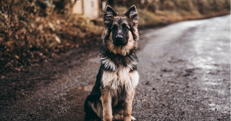 В Сюмсях проверят информацию о нападении собак на людей 