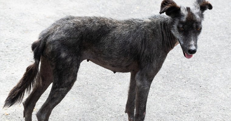 Ряд нарушений выявили в приюте для бездомных животных в Глазове