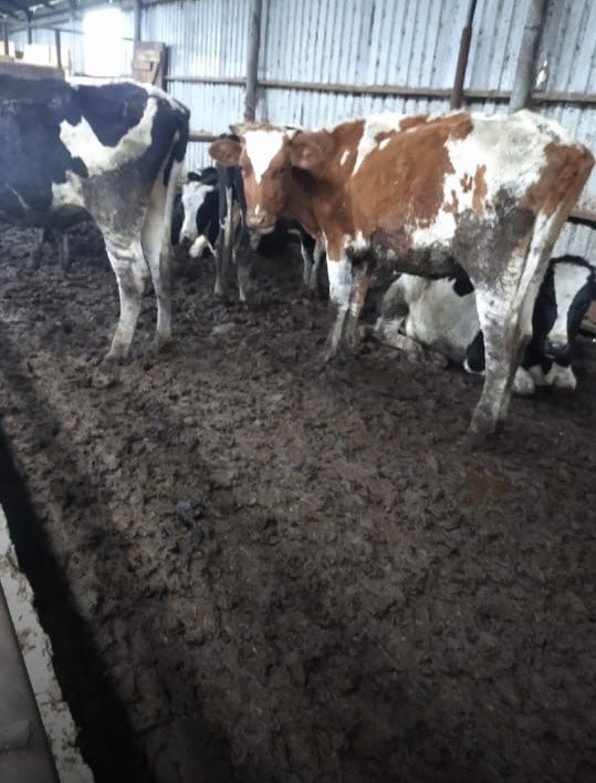

В Глазовском районе Удмуртии проверят хозяйство, где коровы содержатся в грязи


