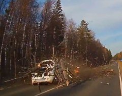 В Удмуртии упавшее дерево повредило два автомобиля