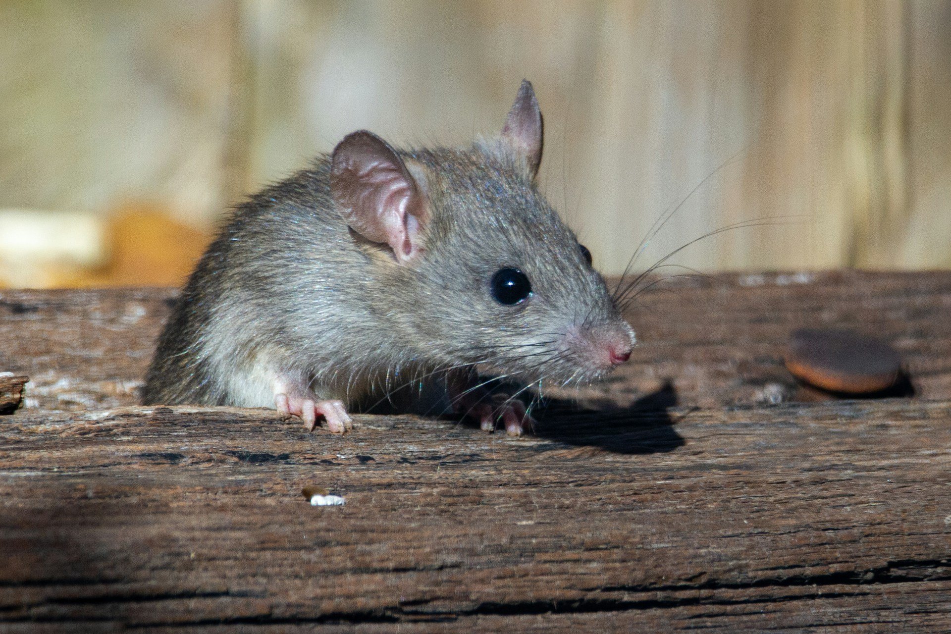 Из 120 отловленных в Удмуртии мышей семь оказались переносчиками острых инфекционных и вирусных заболеваний
